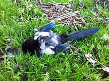 A dead magpie