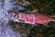 A dead fish lies on its side in shallow water over a bed of stream cobbles. Its skin has a reddish-purple cast; its mouth is open; its visible eye socket lacks an eye.