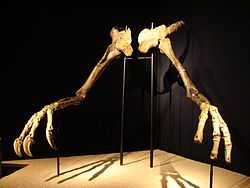 Deinocheirus holotype