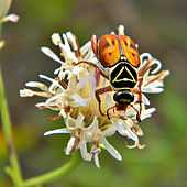 A large beetle on a flower