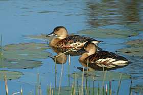 A pair of wandering whistling ducks on the water