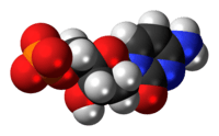 Space-filling model of the deoxycytidine monophosphate molecule as an anion (2- charge)