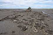 The remains of a ship, it's ribs remain sticking out of the sand