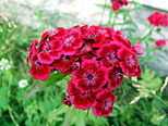 Dianthus barbatus1.jpg