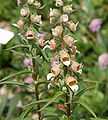 Digitalis lanata 06.jpg