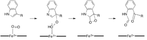 Dioxetane Mechanism