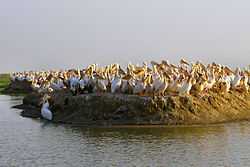 A very small grassy island cramped with white, long-beaked pelicans.
