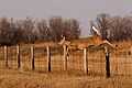 Doe-fence-01.jpg