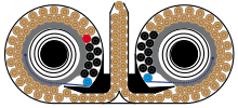 double drum magazine filled with 100 rounds