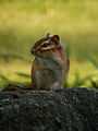 Eastern Chipmunk (Tamias striatus) - Guelph 04.jpg