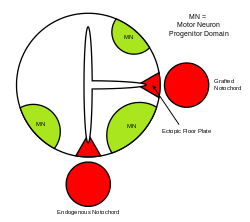 Depiction of the formation of an ectopic floor plate within the neural tube in the presence of a second notochord