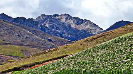 El grito (Andes Venezolanos).jpg