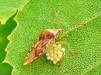 The parent bug on a leaf protectively placing its body over a cluster of eggs