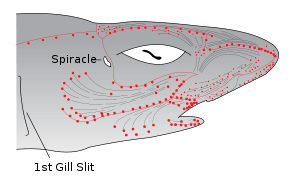 Drawing of shark head.