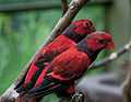 Eos squamata -Kuala Lumpur Bird Park, Malaysia-8a-3c.jpg