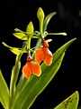 Epidendrum pseudepidendrum Orchi 309.jpg