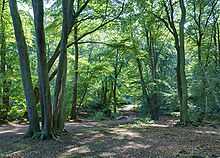 A photograph of a woodland scene
