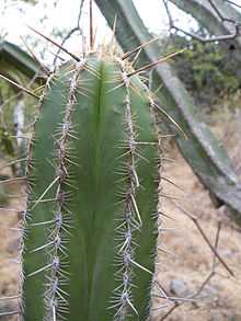 Chiotilla cactus