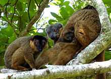 A group of collared brown lemurs sit huddled on a tree limb, with a juvenile clinging to its mother's abdomen.