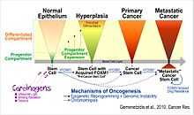 FOXM1 induces precancerous compartment expansion.