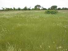 tall grass with trees in the distance