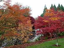 Fall colours at VanDusen Botanical Garden.jpg