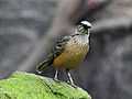 Fawn-breasted Bowerbird RWD2.jpg