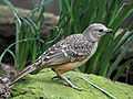 Fawn-breasted Bowerbird RWD3.jpg