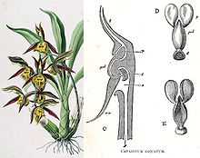 plant with thick green leaves and yellow and brown flowers, next to drawing showing a section through a flower