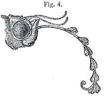 Moth head with long proboscis protruding and curled down, attached to seven pairs of pollen masses.