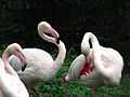 Flamingos Leofoo Village Theme Park.jpg