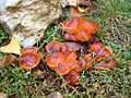 Flammulina velutipes20041024.JPG