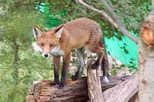 A red fox walking along a fallen tree