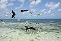 Frigatebirds, Laughing Gulls, Silk Caye, Stann Creek, Belize.jpg