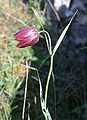 Fritillaria orientalis4.jpg