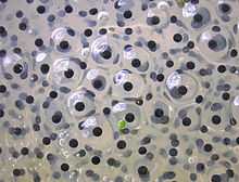 Photo of hundreds of black dots each surrounded by transparent sac