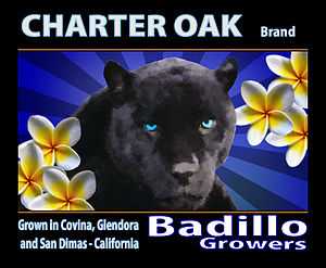 Mock Fruit Crate Label based on school's mascot (Panthers) in honor of the area's agricultural history.