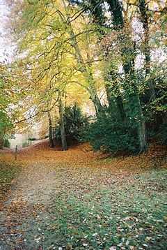 Path through the beechwoods as the leaves are turning