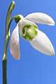 Galanthus nivalis 2005.jpg