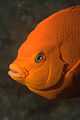 Garibaldi fish closeup.jpg