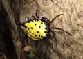 Gasteracantha hasselti.jpg