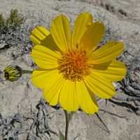 Geraea canescens flower.jpg