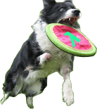 Gitit logo: dog catching frisbee
