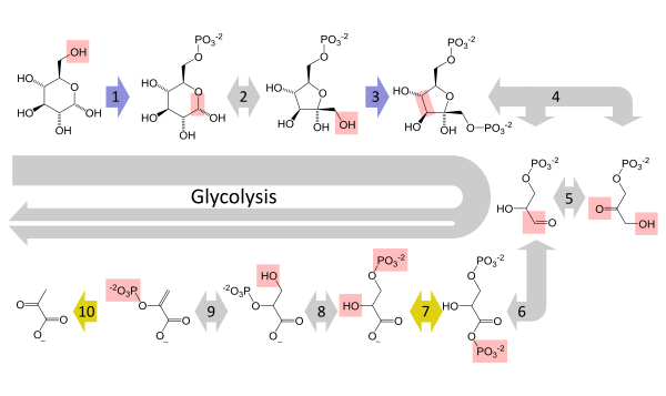 A summary pathway diagram of glycolysis, showing the multi-step conversion of glucose to pyruvate. Each step in the pathway is catalysed by a unique enzyme.