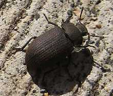 A Gonocephalum "Darkling beetle" viewed from above