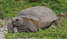 gopher tortoise eye-level view