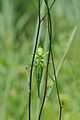 Grünes Heupferd ♀ Tettigonia viridissima.JPG