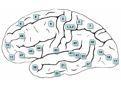 Image mapped Brodmann Areas. Clicking on an area in the picture causes the browser to load the appropriate article.