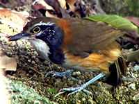 Greater Necklaced Laughing-Thrush.jpg