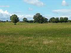 Grassy fields with trees